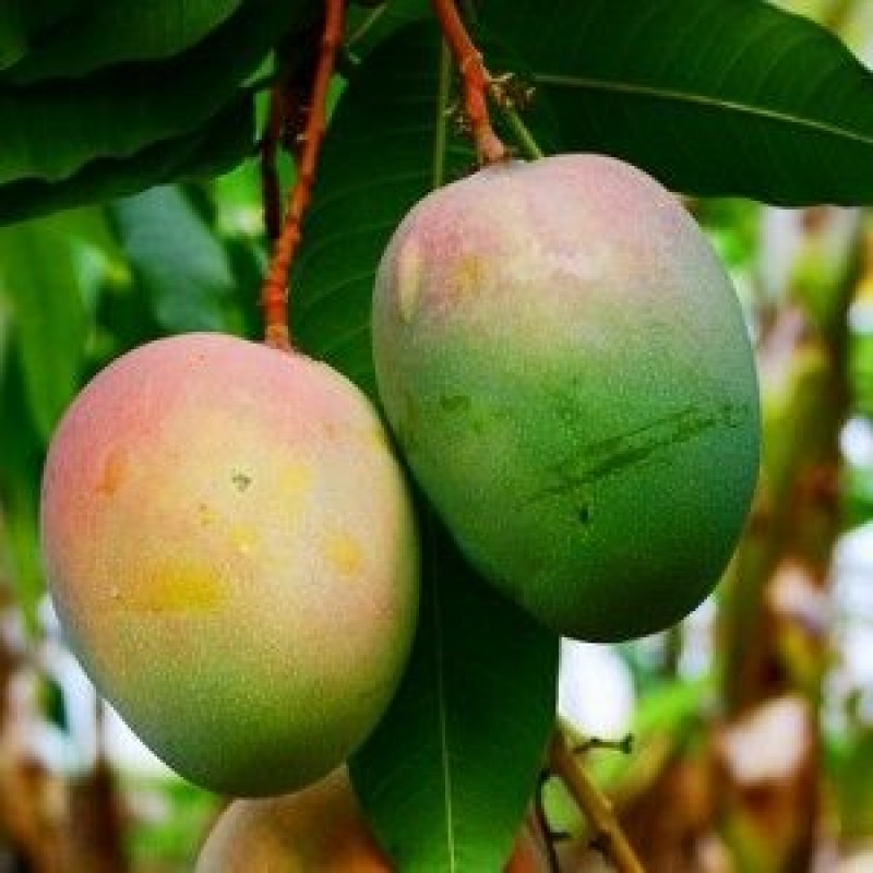 Apple Mangoes from Kenya